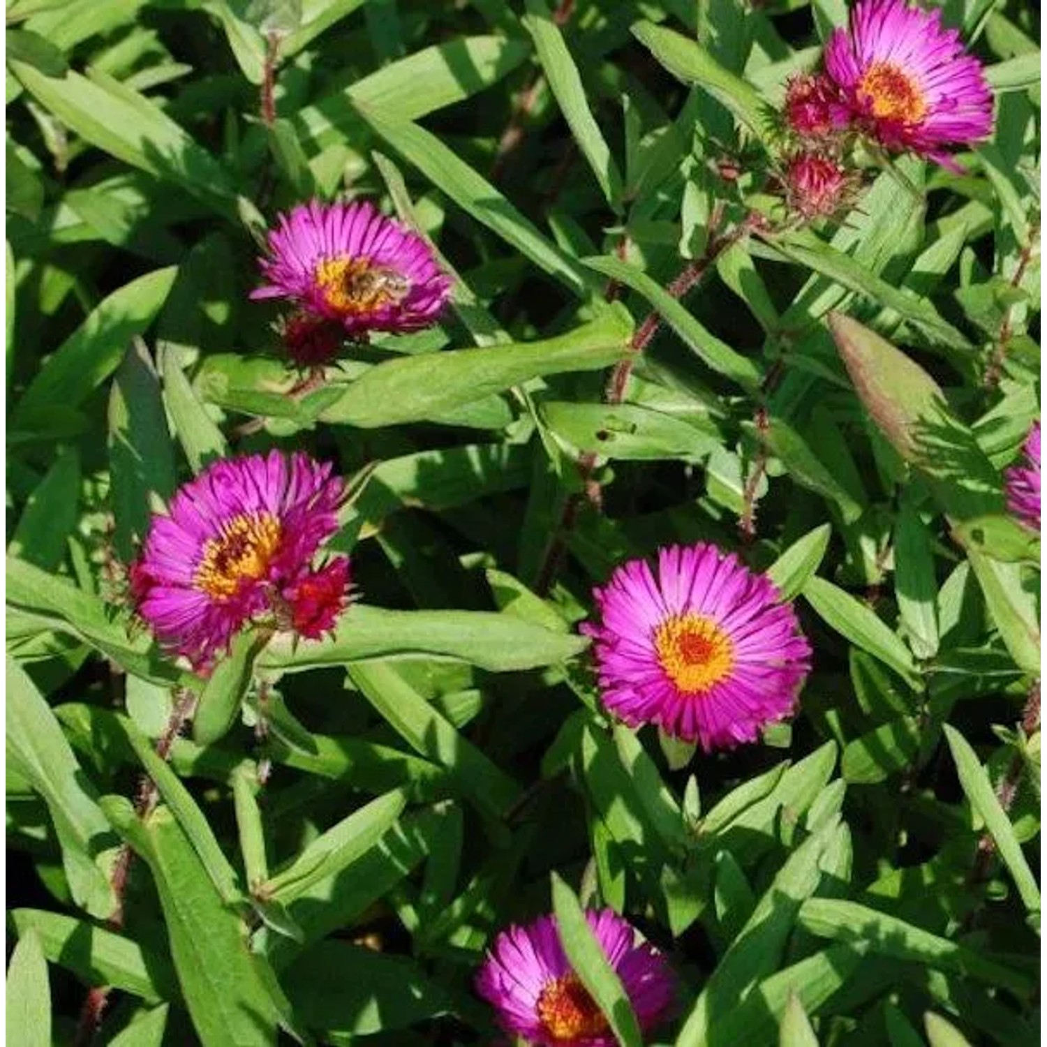 Rauhblattaster Rubinschatz - Aster novae angliae