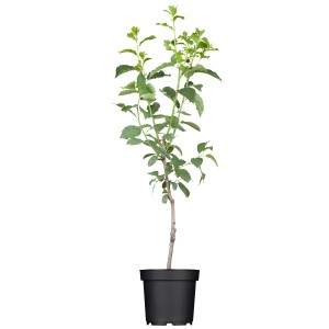 Bio Reneklode Zwergobstbaum im Topf, ca. 40cm hoch, ideal für Balkon und Terrasse.