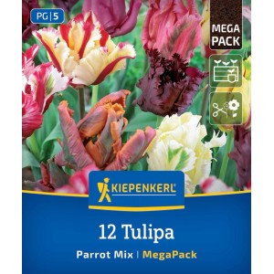Kiepenkerl Papageien-Tulpen Mischung: 12 bunte Blumenzwiebeln mit gefransten Blüten. Ideal für Garten & Schnitt.