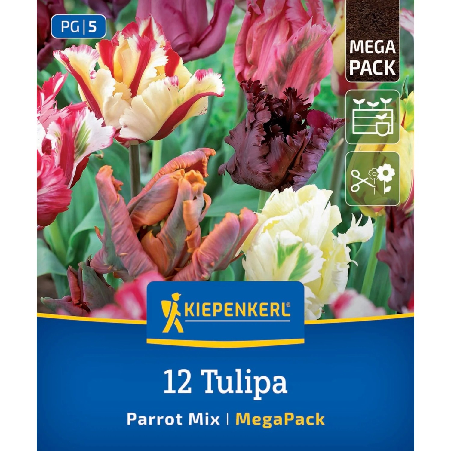 Kiepenkerl Blumenzwiebel Mega-Pack Papageien-Tulpen Mischung 12 Stück
