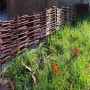 Beeteinfassung aus Weide, 10x100cm, als Beetbegrenzung und Rasenkante im Garten.
