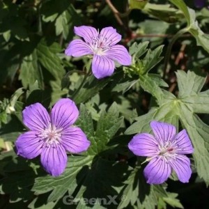 Sibirischer Storchschnabel (Geranium wlassovianum) mit violetten Blüten und grünen Blättern.