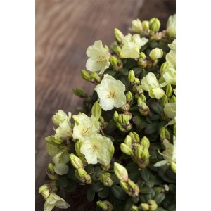 Gelber Rhododendron Ludlowii Wren (15–20 cm) mit zarten Blüten und Knospen.
