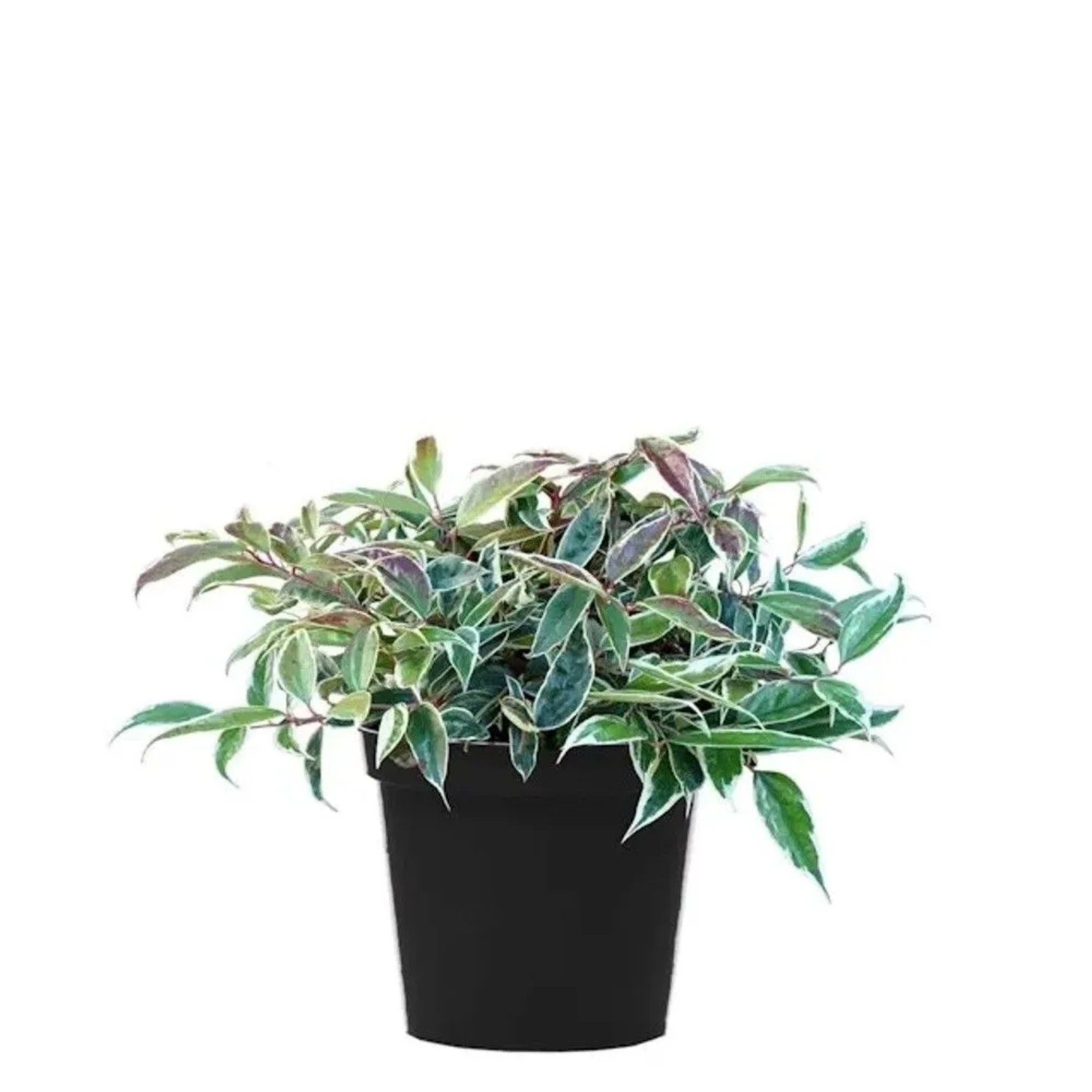 Traubenheide Whitewater 25-30cm - Leucothoe fontanesiana