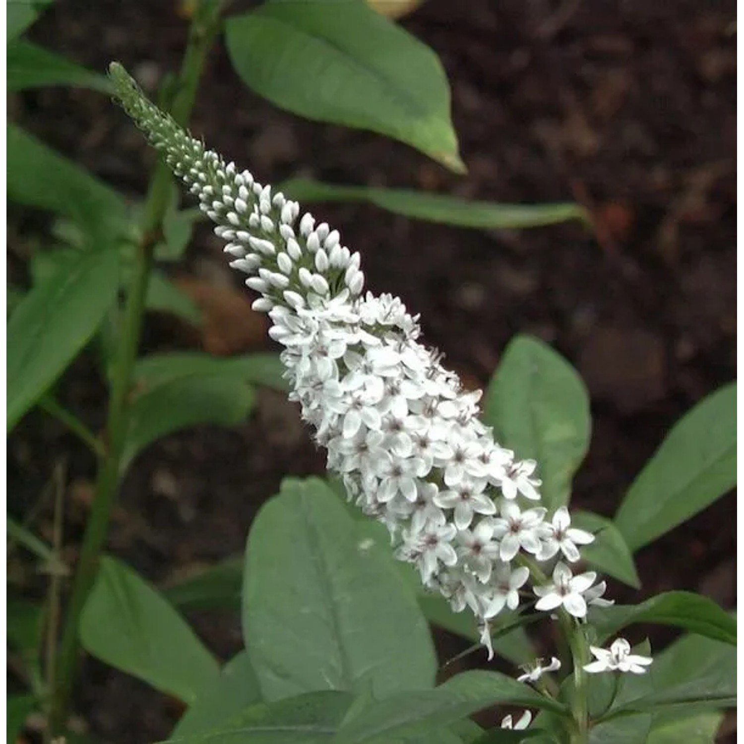 Schneefelberich - Lysimachia clethroides