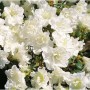 Japanische Azalee Schneeperle 40-50cm - Rhododendron obtusum - Zwerg Alpenrose