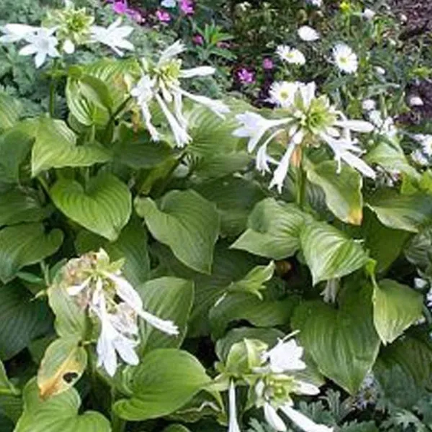 6 x Funkie 'Grandiflora' Hosta plantaginea Topf 9cm Duftende Blüten