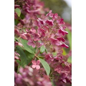 Nahaufnahme der rosa blühenden Rispenhortensie Early Sensation, 60-80 cm hoch.
