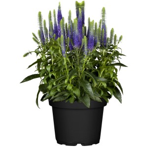 Blauer Ähriger Ehrenpreis (Veronica spicata) im Topf, ca. 19 cm Ø. Bienenfreundliche Gartenstaude.