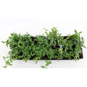 Bodendecker Vinca Minor im Topf mit grünen Blättern und blauer Blüte.