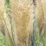 Nahaufnahme von Cortaderia Selloana Esperanta Pampasgras mit silbrig-weißen Blütenständen.