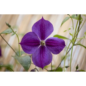 Nahaufnahme einer violetten Clematis Viticella Etoile Violette Blüte.
