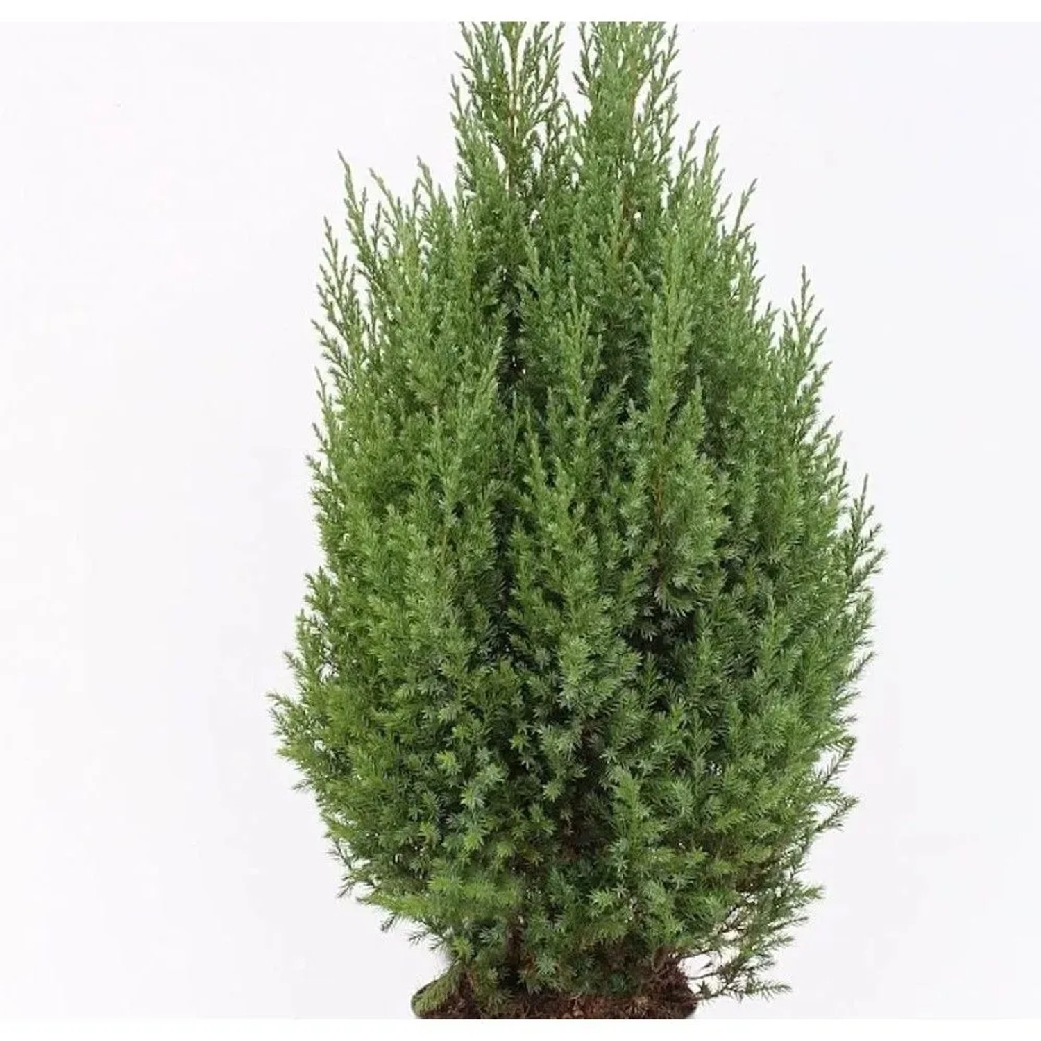 Blauer Kegelmooswacholder 40-50cm - Juniperus chinensis