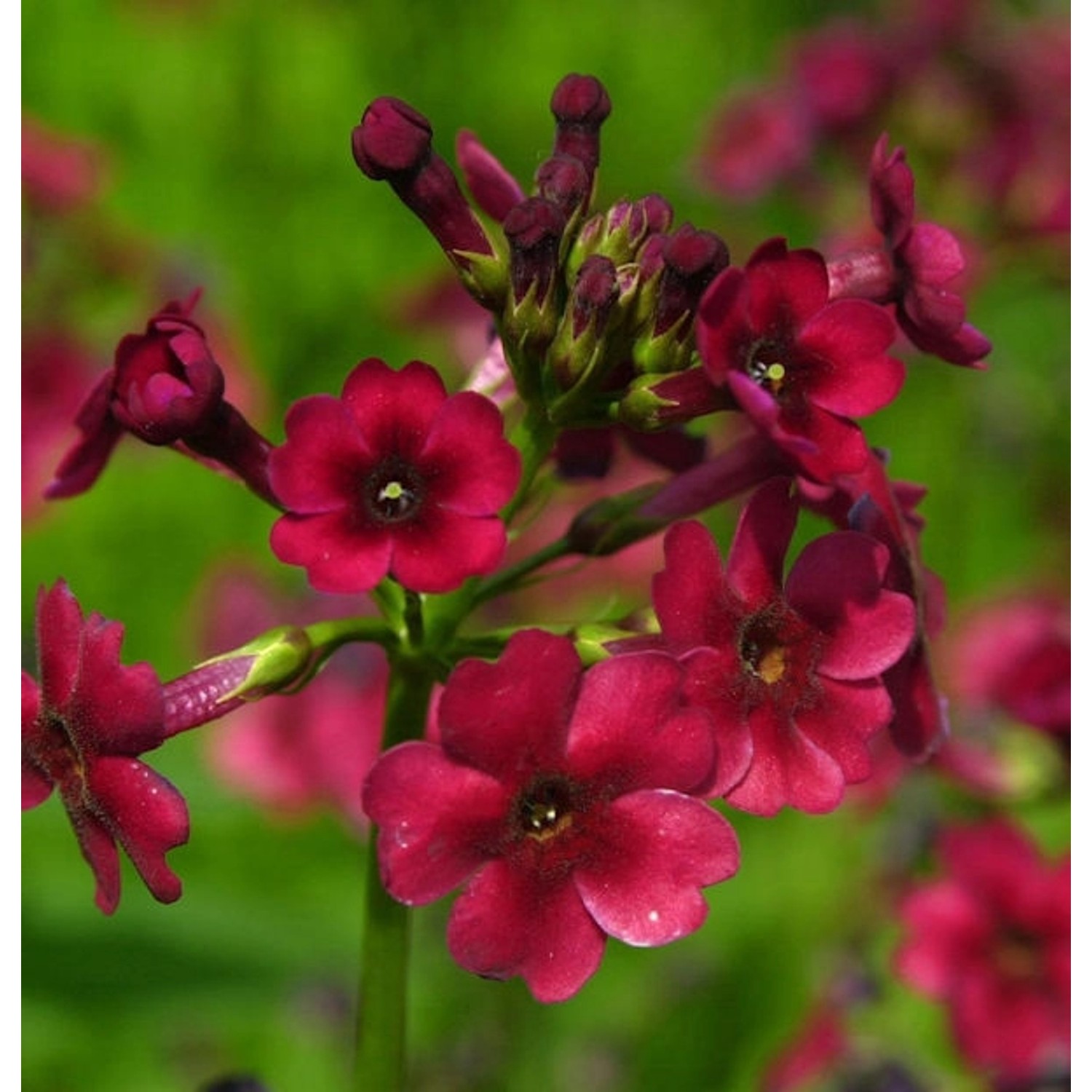 Etagenprimel Millers Crimson - Primula japonica günstig online kaufen