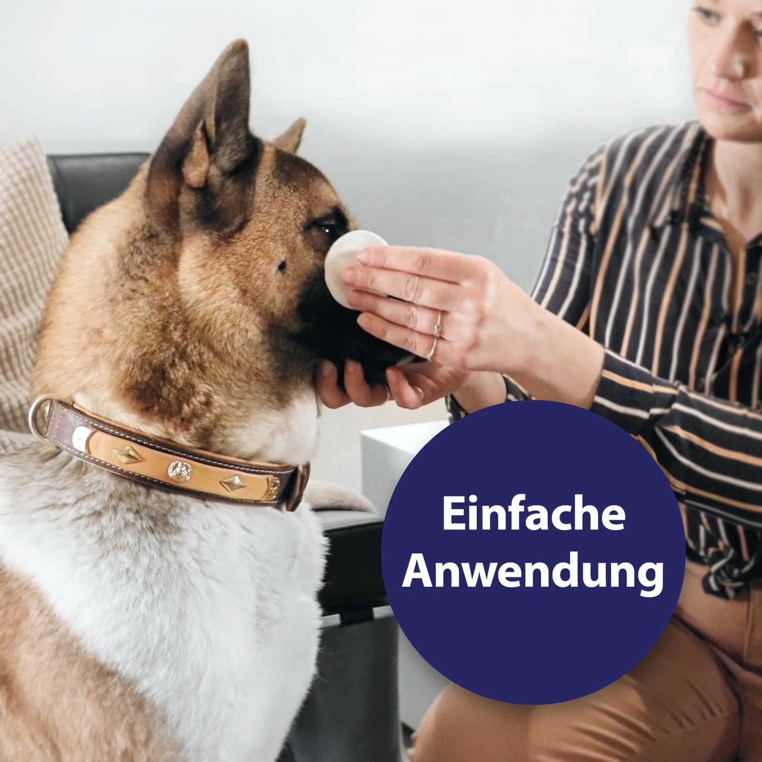 Anwendung der Canosept Augenpflege-Pads zur Reinigung der Augenpartie eines Hundes.
