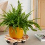 Wagner Multi Roller mit Herbstlaub-Dekor unter gelbem Topf mit Farn, Rolluntersetzer mit 4 Rollen.