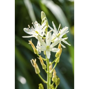 Weiße Camassia Leichtlinii Alba Prärielilie im Topf, Detailaufnahme der Blüte.