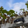 Lutec LED-Solarleuchte Arrow mit Bewegungsmelder an Rankgerüst, Außenbeleuchtung.