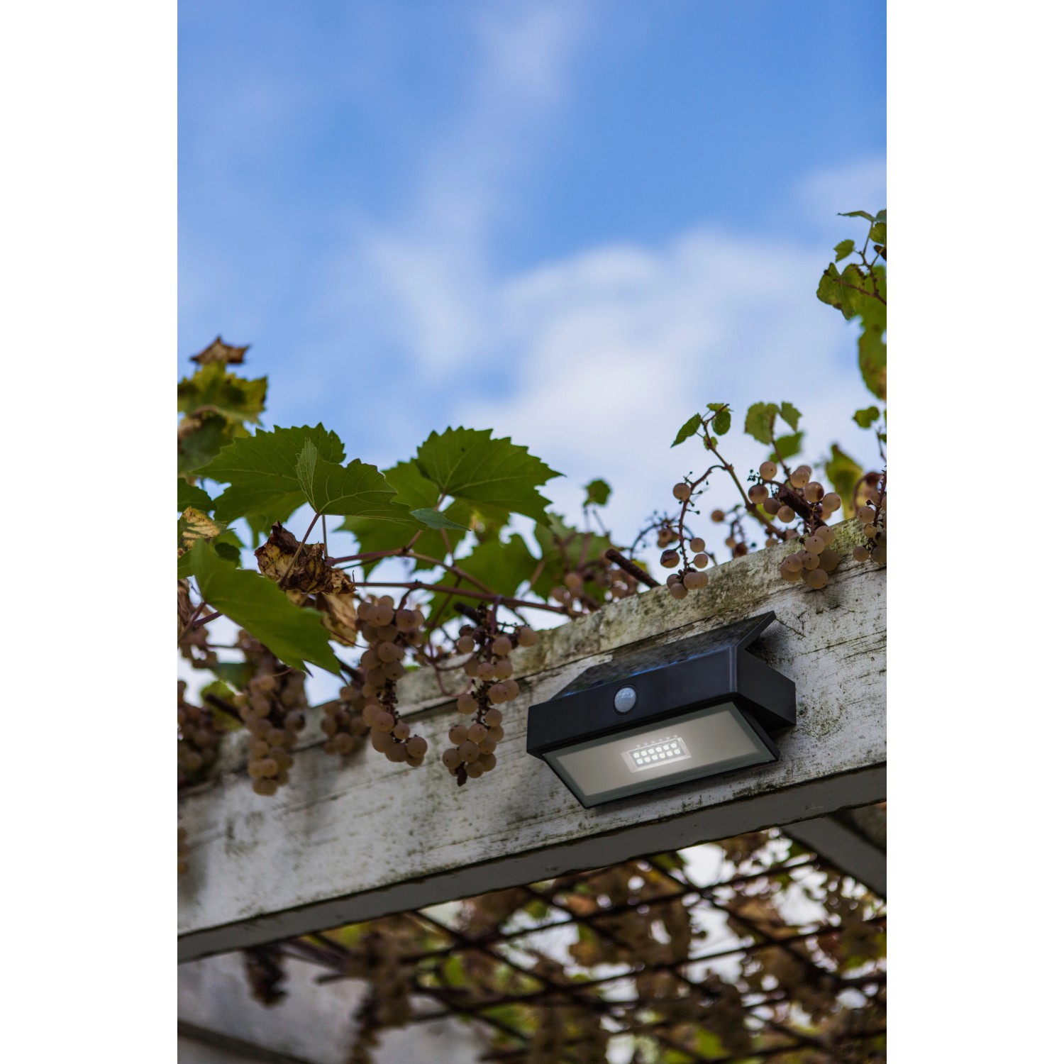 Lutec LED-Solarleuchte Arrow mit Bewegungsmelder an Rankgerüst, Außenbeleuchtung.