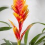 Orangefarbene Vriesea Intenso im Topf, eine exotische Blühpflanze von GROW by OBI.