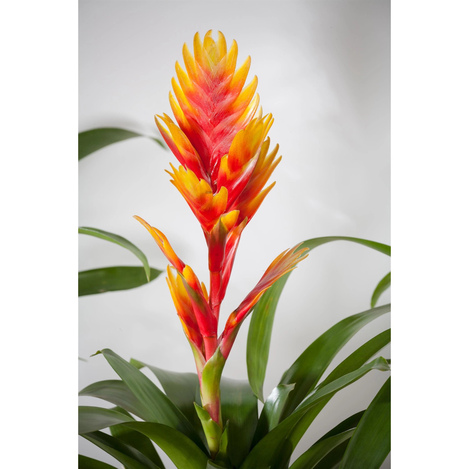 Orangefarbene Vriesea Intenso im Topf, eine exotische Blühpflanze von GROW by OBI.