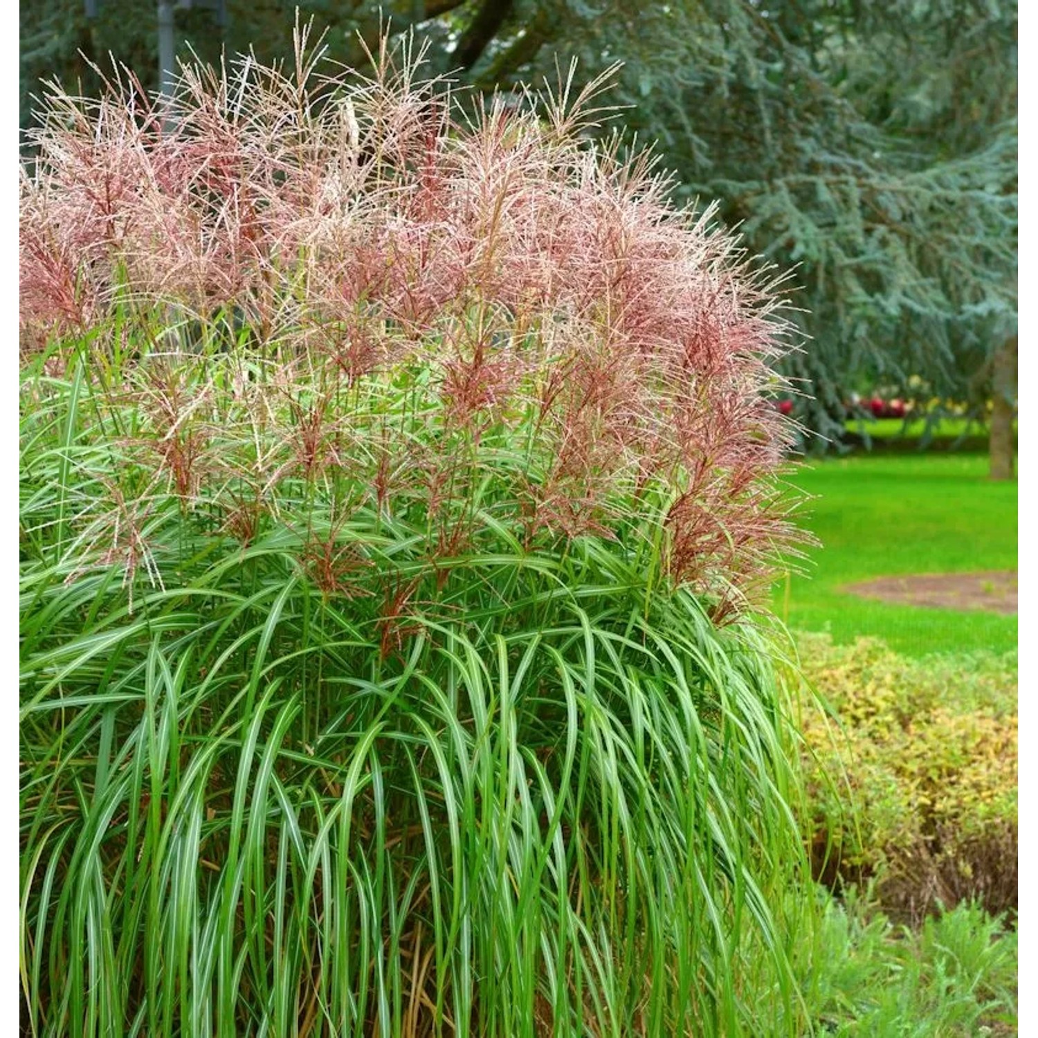 Chinaschilf Boucle - XXXL Topf - Miscanthus sinensis