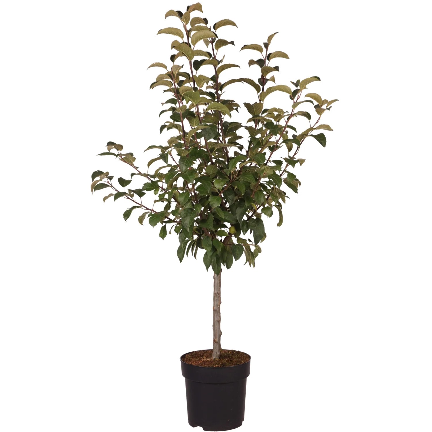 Zierapfel "Evereste" Höhe ca. 40 cm Topf ca. 6 l Malus