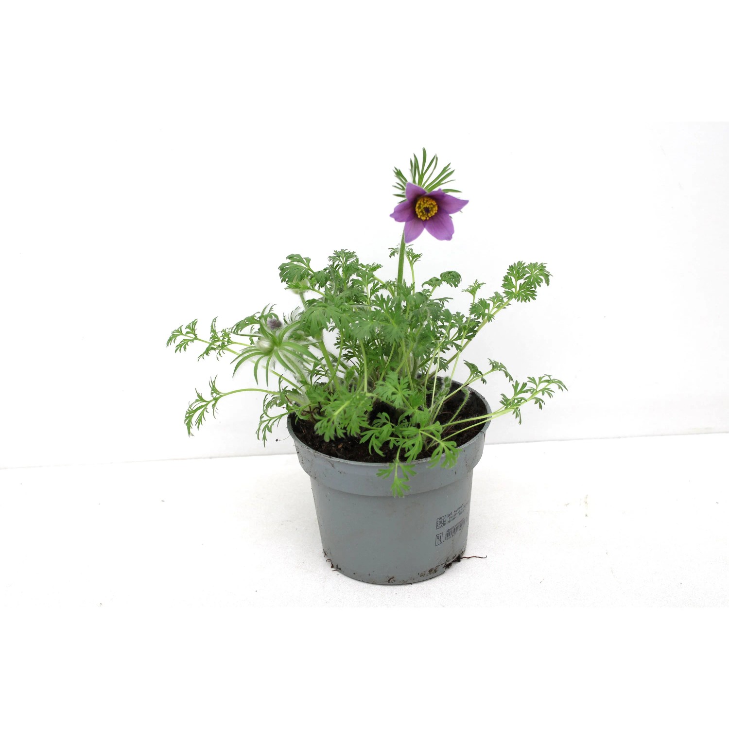 GROW BY OBI Kuhschelle Pulsatilla vul. T13