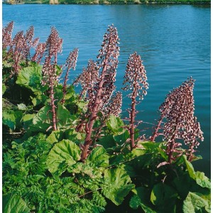 Foto der Gewöhnlichen Pestwurz (Petasites hybridus) mit rosa Blüten am Ufer.