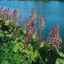 Foto der Gewöhnlichen Pestwurz (Petasites hybridus) mit rosa Blüten am Ufer.
