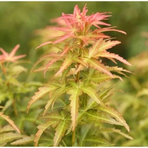 Fächerahorn Koto no ito 40-60cm - Acer palmatum