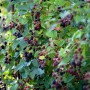 Dornenlose Brombeere 'Loch Ness' mit reifen und unreifen Früchten an einem Strauch.