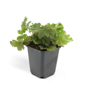 Immergrüne Golderdbeere (Waldsteinia ternata) im 9cm Topf, ideal als Bodendecker.