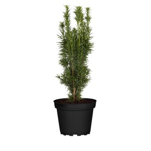 Grüne GROW by OBI Eibe (Taxus baccata) im schwarzen Topf, ca. 25-30 cm hoch.