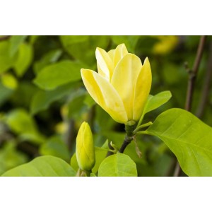 Gelbe Magnolia 'Daphne' Blüte und Knospe, Nahaufnahme der Zimmerpflanze.