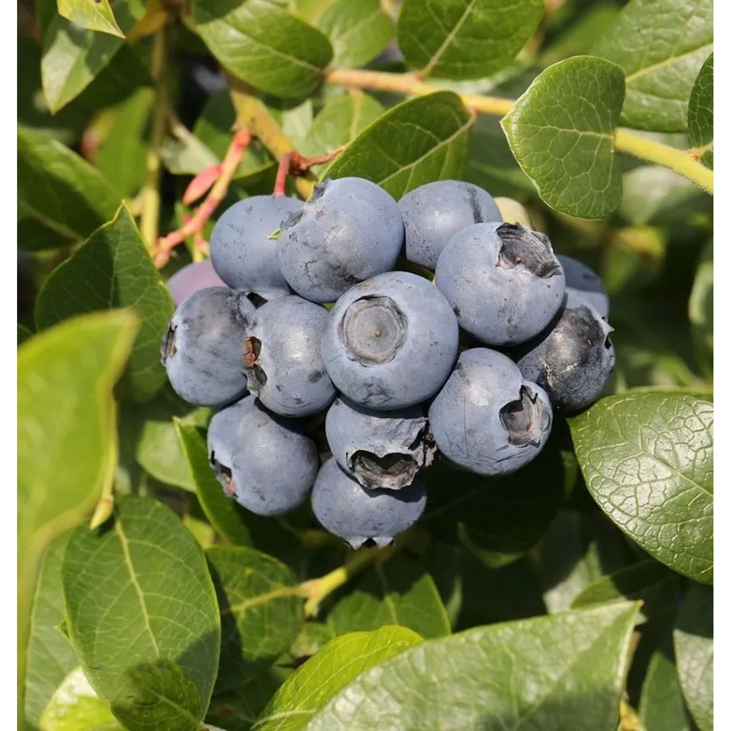 Heidelbeere Hortblue Petite 30-40cm - Vaccinium corymbosum