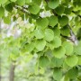 Frischer, grüner Katsurabaum (Cercidiphyllum japonicum) mit herzförmigen Blättern.