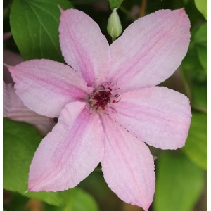 Nahaufnahme einer rosa Waldrebe Hagley Hybrid Blüte mit grünen Blättern.