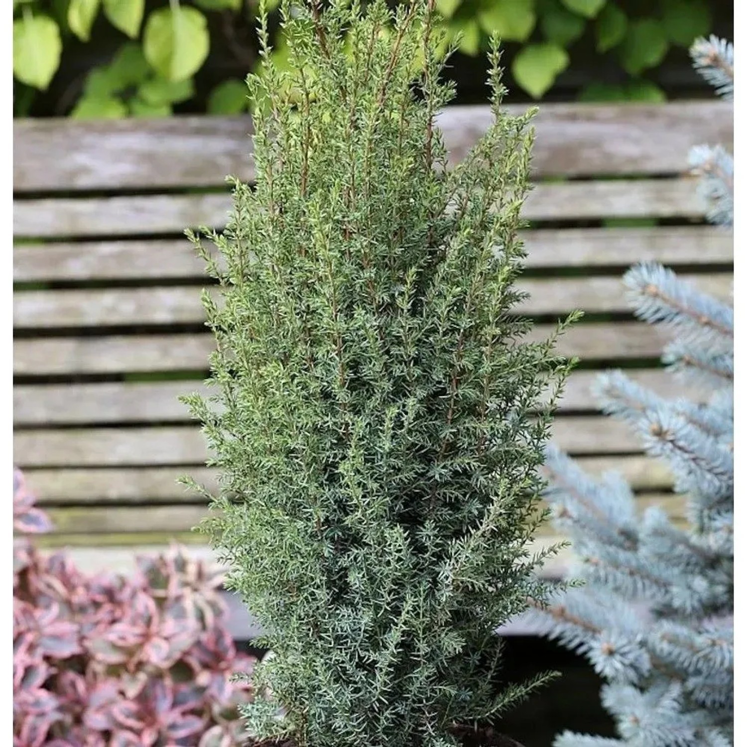 Säulen Wacholder Sentinel 40-50cm - Juniperus communis