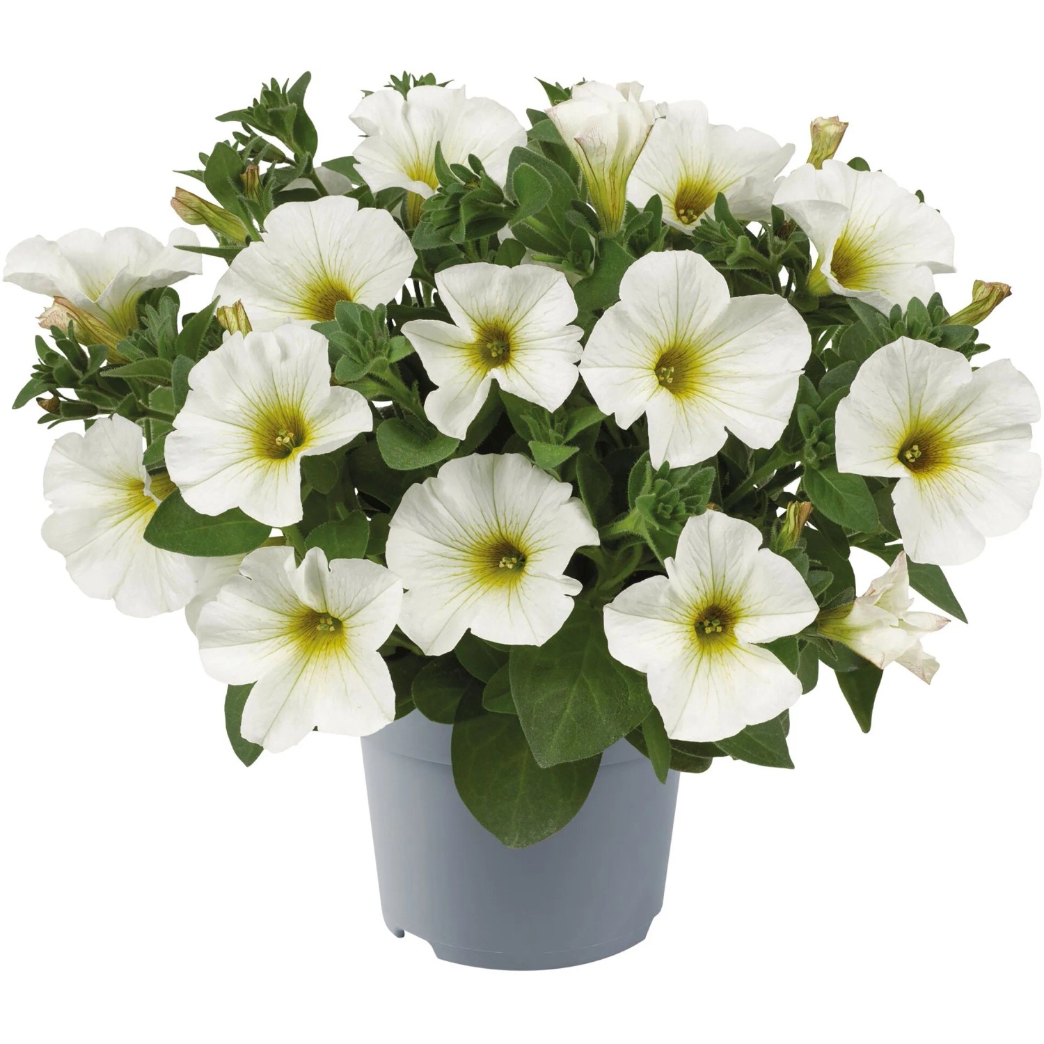 Petunie Petunia Beautical Mix T12