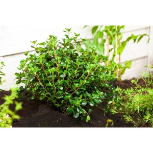 Buschige, grüne Rhododendron Obtusum 'Gislinde' Azalee (25–30 cm) im Garten.