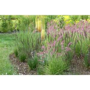 Lampenputzergras 'Tall Tails' mit rosa Blütenähren im Gartenbeet.