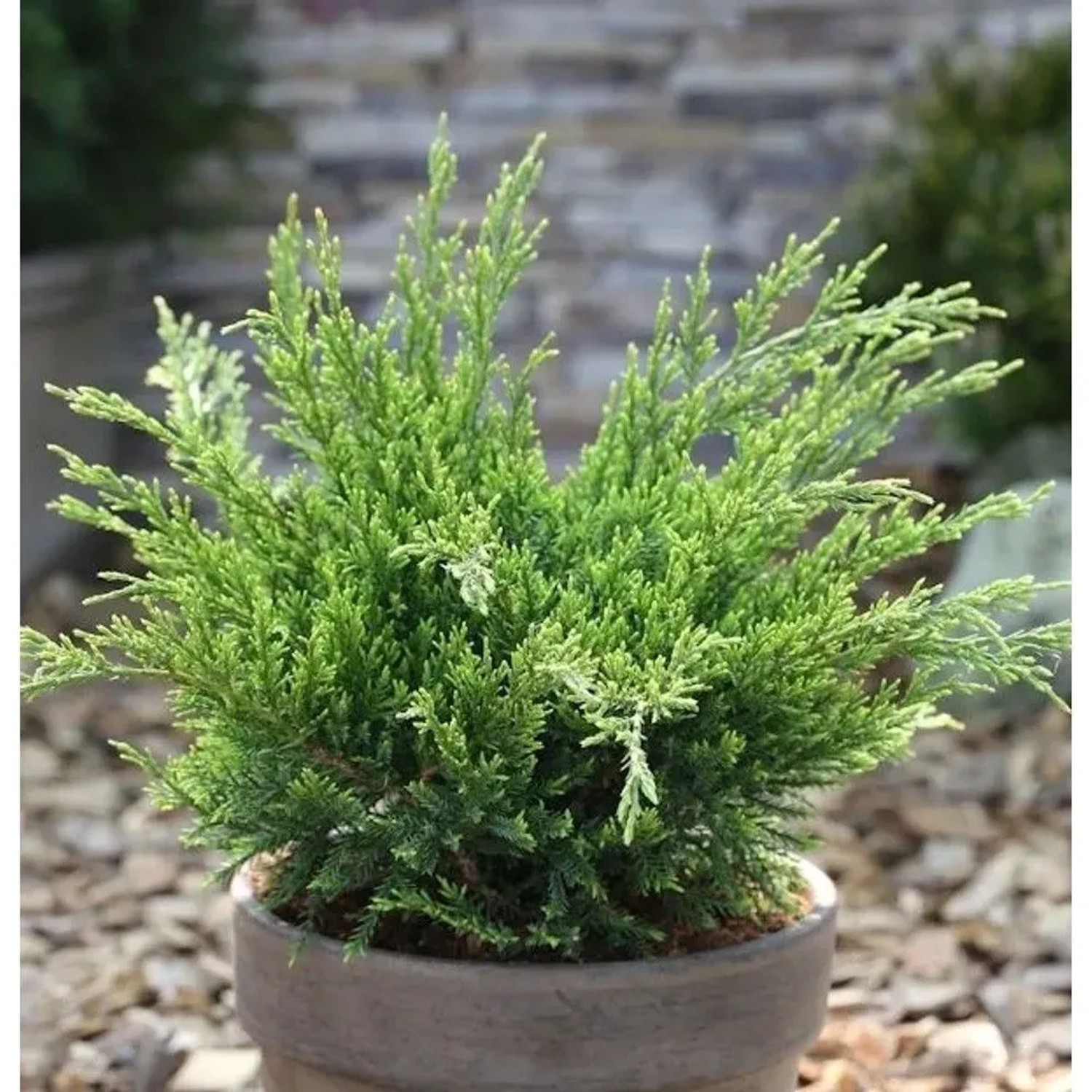 Grüner Strauchwacholder Mint Julep 15-20cm - Juniperus media