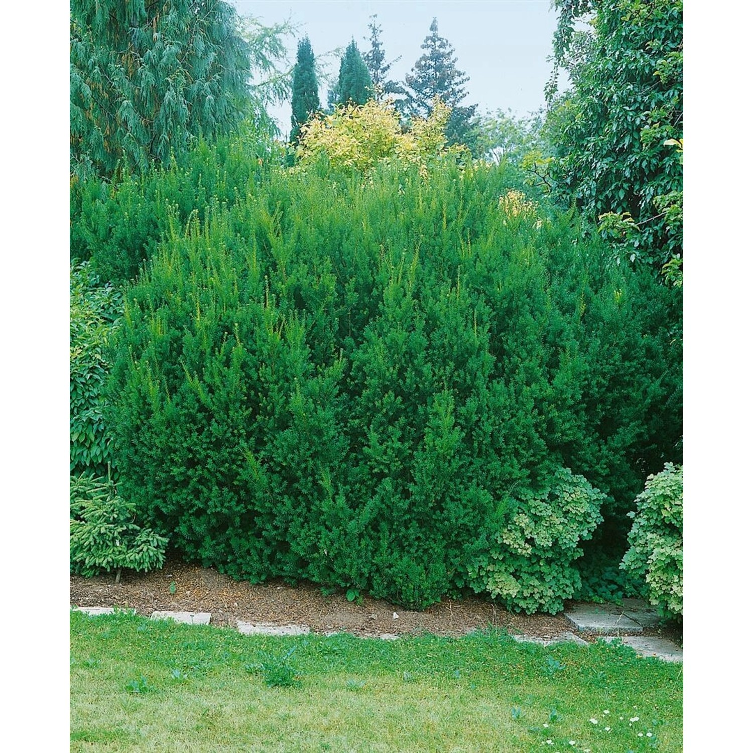 Taxus Media Hillii Kugel-Eibe Immergrün 80–90 cm günstig online kaufen
