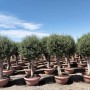 Winterharter Olivenbaum Olea Europea in Kugelform, 200 cm, im Topf. Grünes Laub, dicker Stamm. Mediterraner Hausbaum.