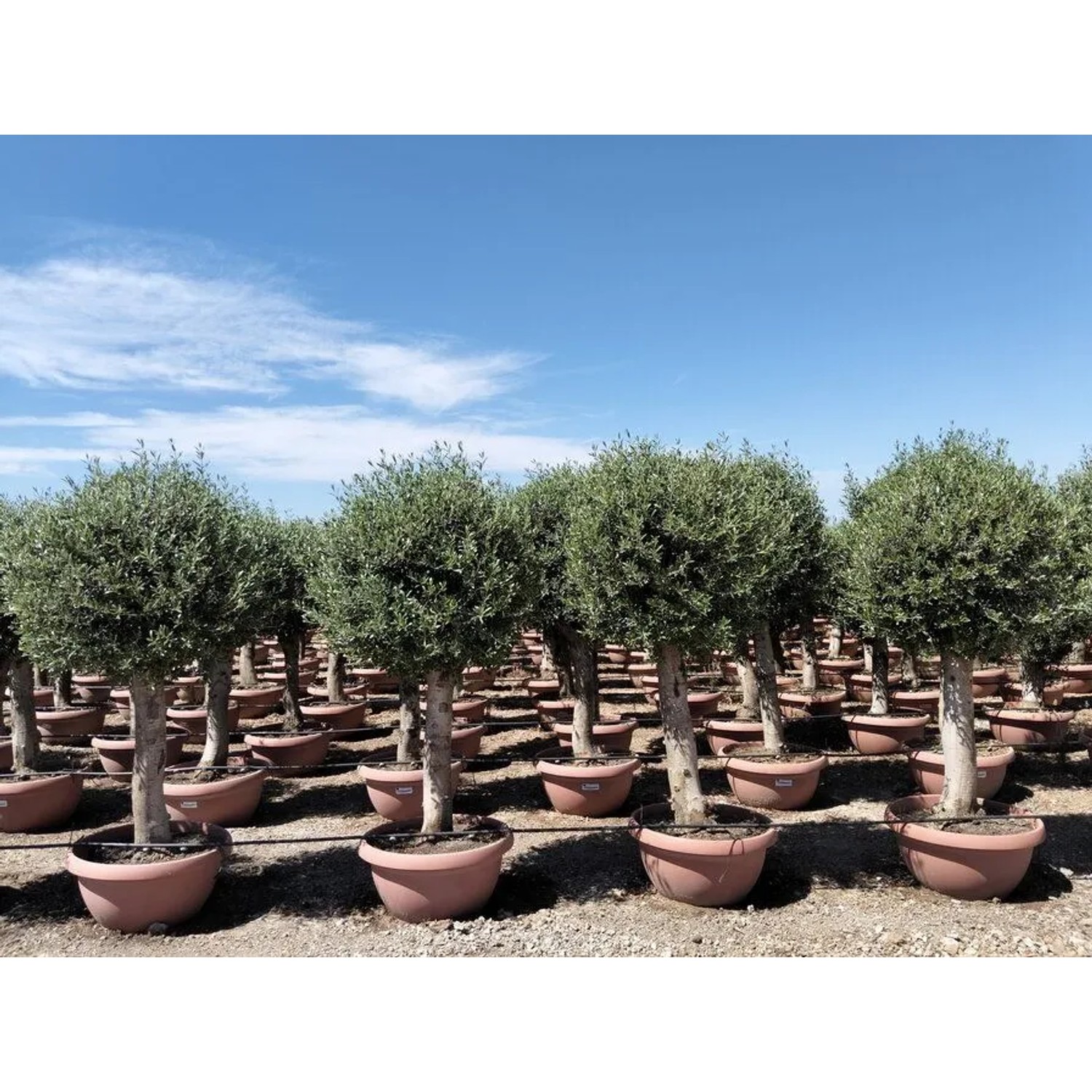 Winterharter Olivenbaum Olea Europea in Kugelform, 200 cm, im Topf. Grünes Laub, dicker Stamm. Mediterraner Hausbaum.
