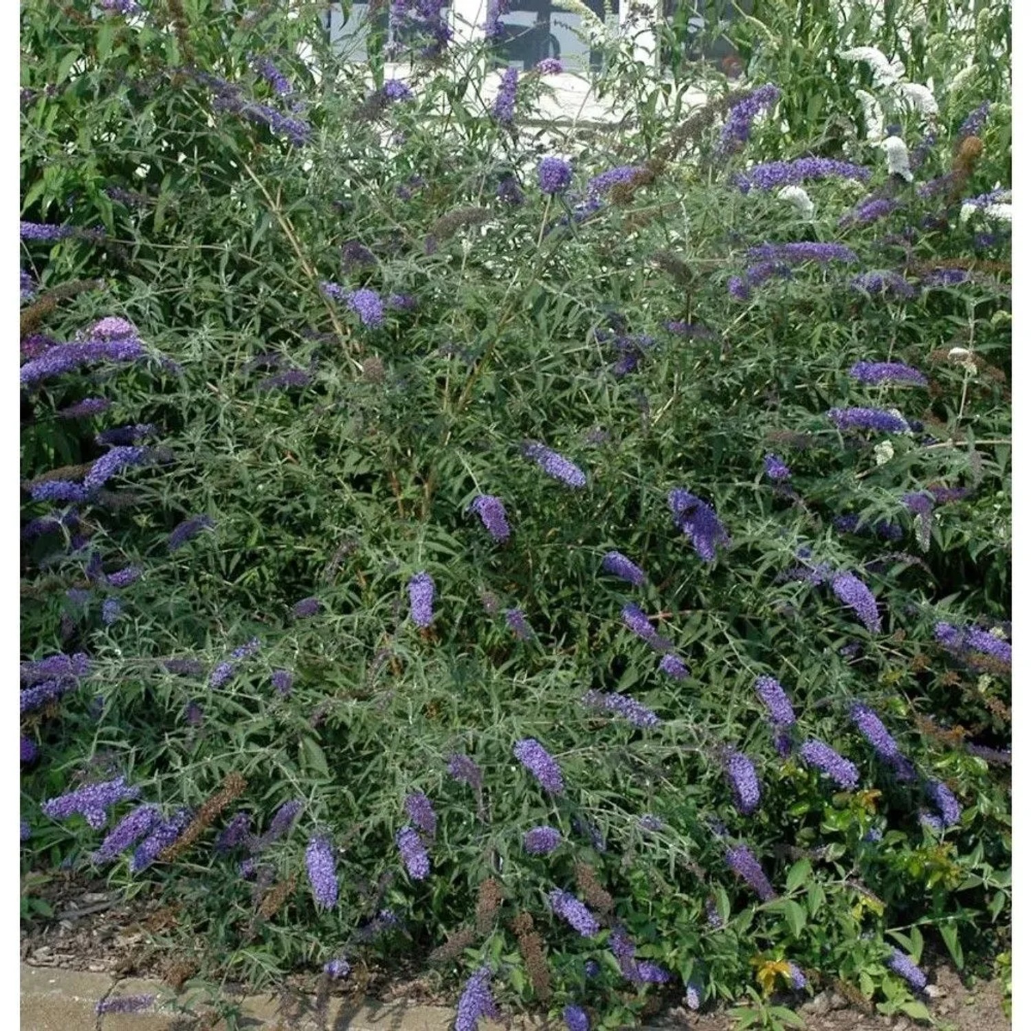 Sommerflieder Lochinch 80-100cm - Buddleja