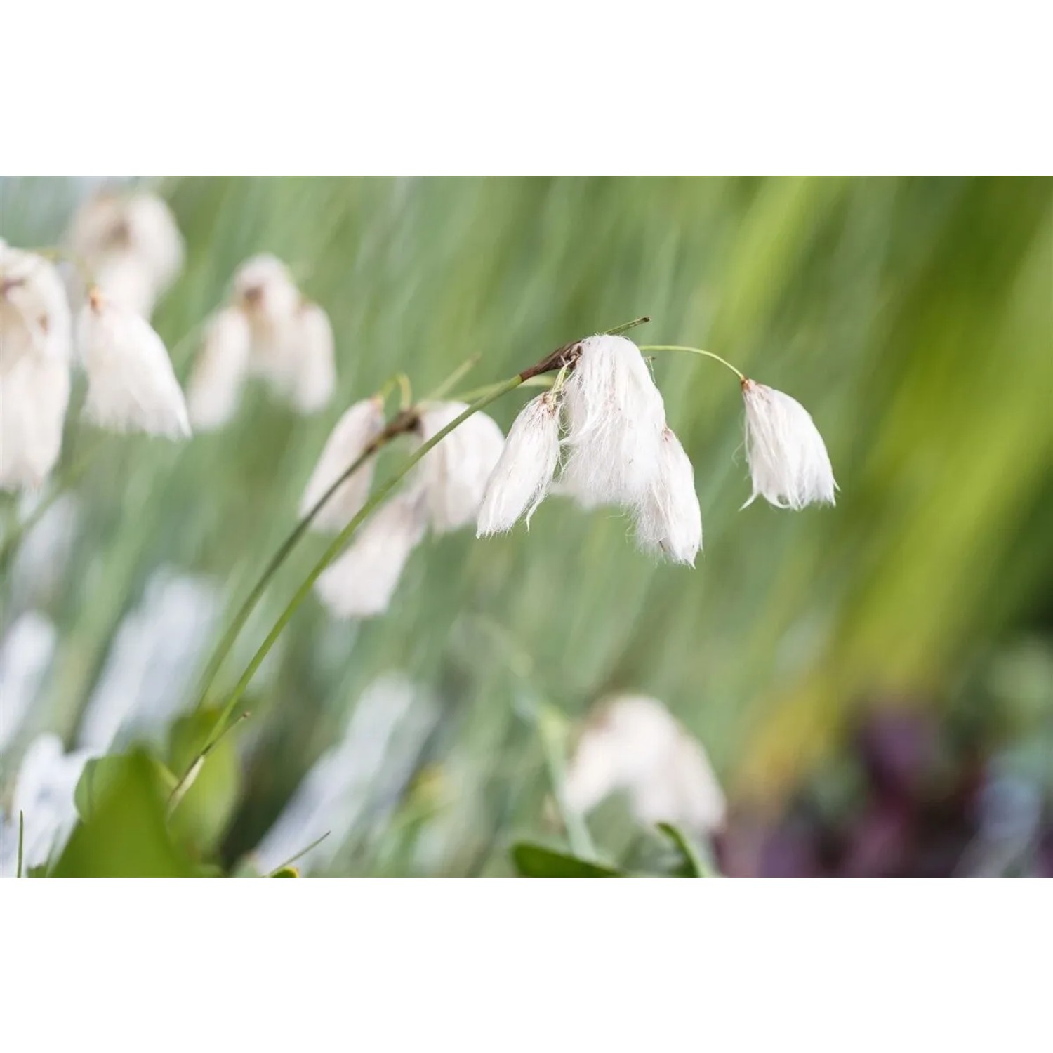 Schmalblättriges Wollgras mit weißen Blütenständen im 9x9 cm Topf.