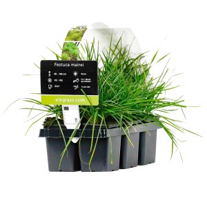Atlas-Schwingel (Festuca mairei) im 6er-Pack, Ziergras für sonnige Standorte.