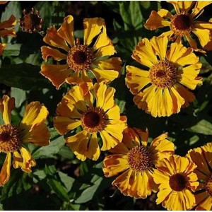 Gelb-orange Sonnenbraut (Helenium cultorum) im Gartenbeet.